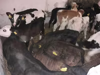 Bik, Simmental cattle — fotografija 3