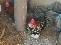 कोचीन — फ़ोटो 3
