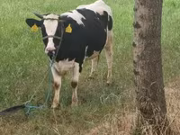 Vaca, Raza Holstein — foto 3