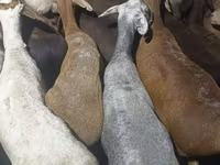 كبش, Kazakh fat-tailed coarsewool sheep — الصورة 2