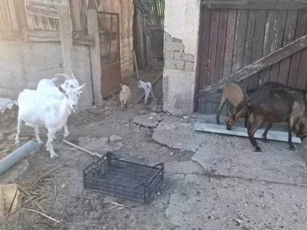 Koza, Kozy — Węgry