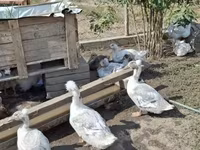 Ducks — foto 2
