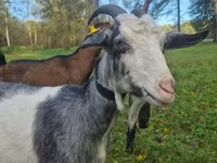 Koza, Alpine goat — zdjęcie 4