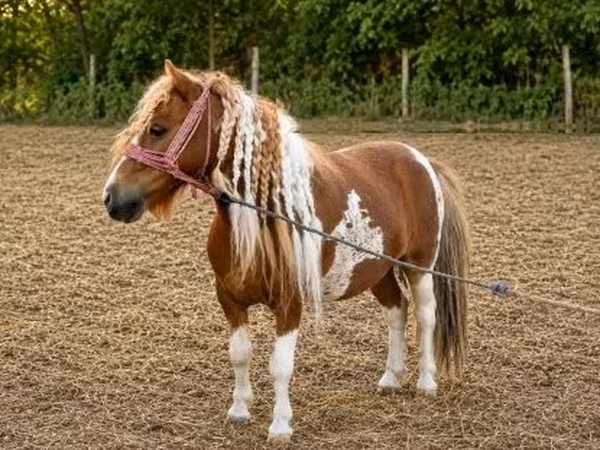 Cavalo, Cavalos — Hungria