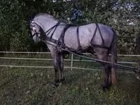 حصان, Lipizzaner — الصورة 4