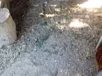 Chickens — foto 5