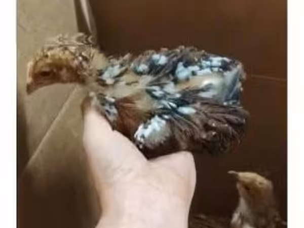 Chickens