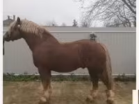 Cheval, Hungarian horse breed — photo 4