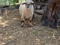Ovan, White Suffolk sheep — fotografija 3