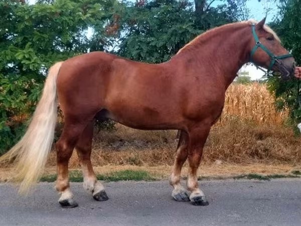 At, Noriker