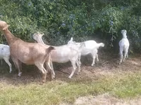 Jarac, LaMancha goats — fotografija 3