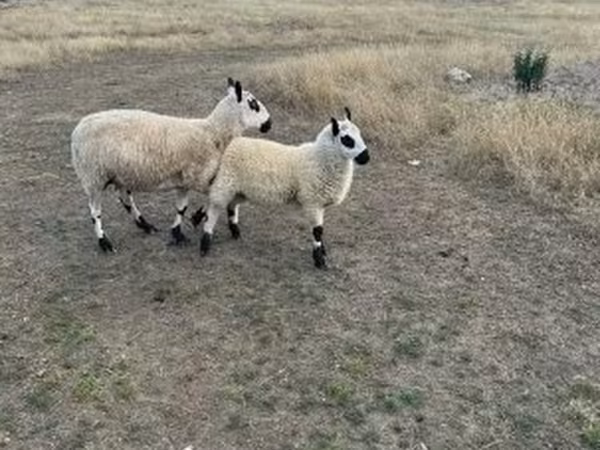 نعجة, Cerry Hill sheep