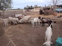 山羊（批次，未指定性别）, Goats — 照片 3