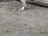 Chickens — fotografija 4