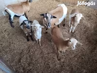 Ovejas (lote, sexo no especificado), Cameroon sheep — foto 3