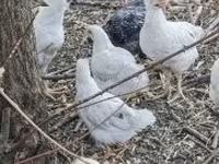 Chickens — zdjęcie 1