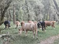 Sigir, Simmental cattle — 7-rasm