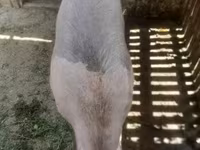 猪（批次，未指定性别）, Pigs — 照片 3