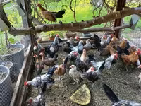 Holländisches Bantam — Foto 3
