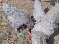 Brahma — photo 8