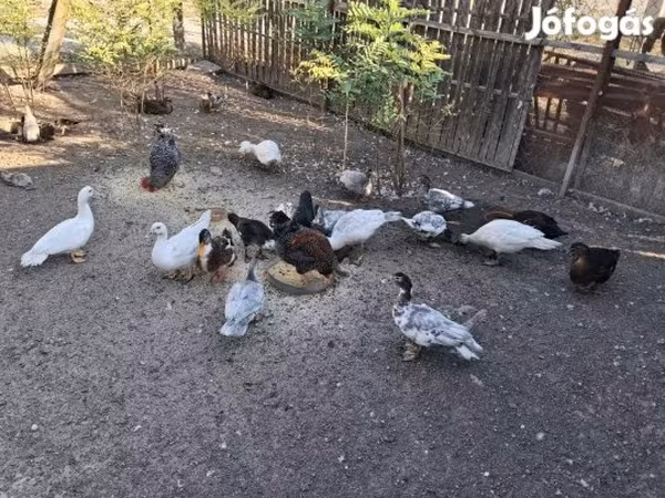 Ducks