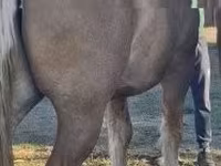 Cavalo, Cavalos — foto 5
