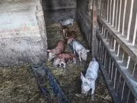 Cerdos (lote, sexo no especificado), Cerdos — foto 1