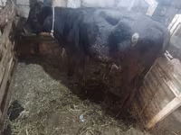 Cow, Simmental cattle — photo 5