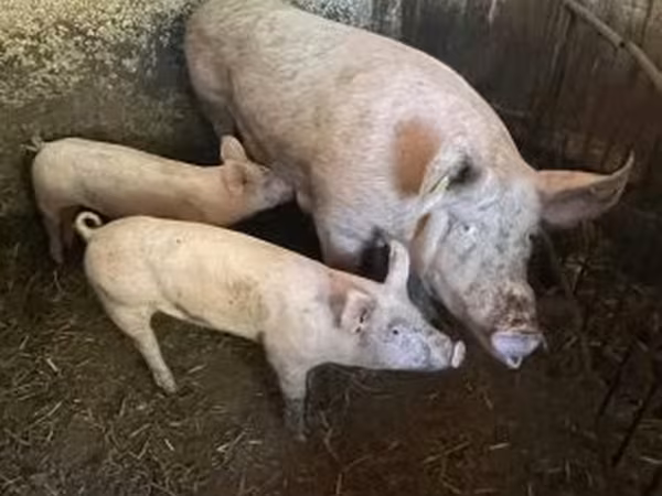 Pigs (batch, sex not specified), Крупная белая