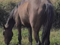 Kobila, Friesian sport horse — fotografija 1