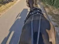 Caballo, Hungarian horse breed — foto 3