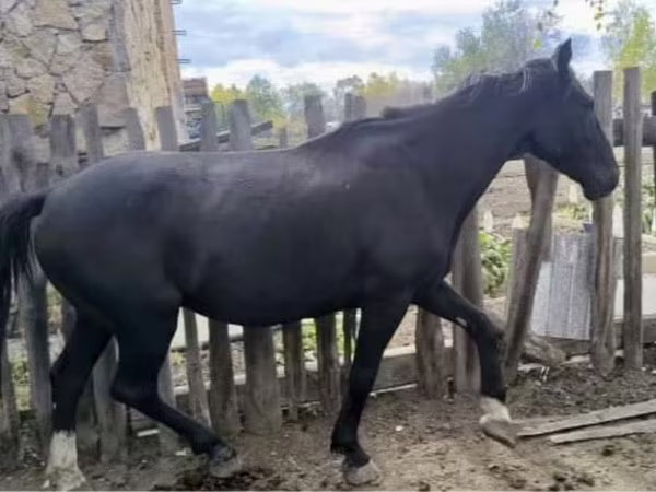 Horse (M), Kyrgyz Horse