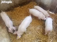मादा सूअर, सूअर — फ़ोटो 1