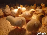 Chickens — الصورة 3