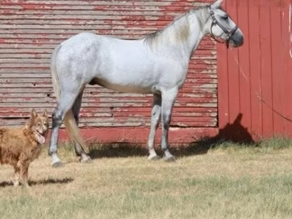 Pastuv, Tennessee Walking Horse