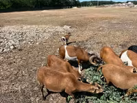 雄羊, Cameroon sheep — 写真 6