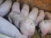 公猪, Pigs — 照片 3