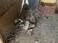 Chickens — zdjęcie 2