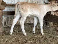 Cow, Cattle — photo 3