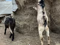 Bode, Alpine goat — foto 4