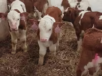 Bulle, Simmental cattle — Foto 6