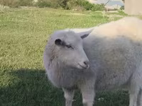Ziege, Russian White goat — Foto 2