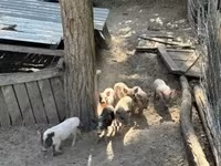 Qaban — foto 2