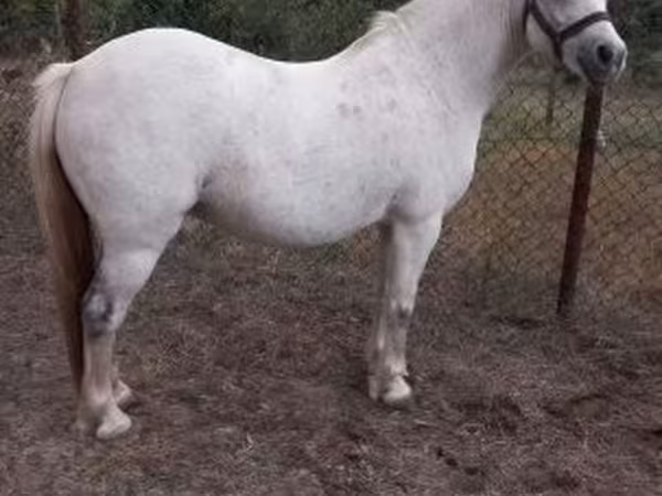 Бие, Falabella