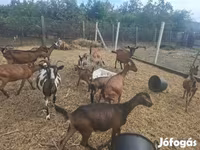 公山羊, Goats — 照片 7