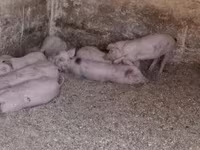 Säue, Schweine — Foto 4