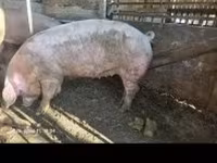 母猪, Pigs — 照片 3
