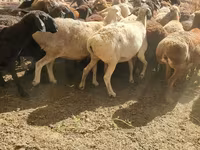 Brebis, Moutons — photo 2