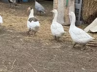 Geese — zdjęcie 2