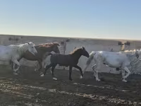 Cavalo, Kazakh horse — foto 1